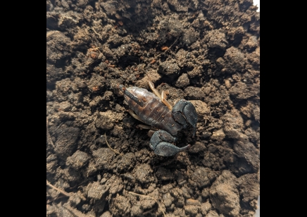 Opisthacanthus madagascariensis - Madagascar Black Scorpion