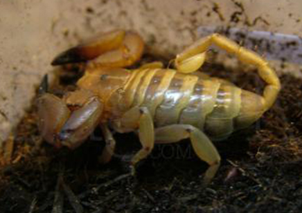 Paleocheloctonus pauliani - Madagascar Yellow Rock Scorpion