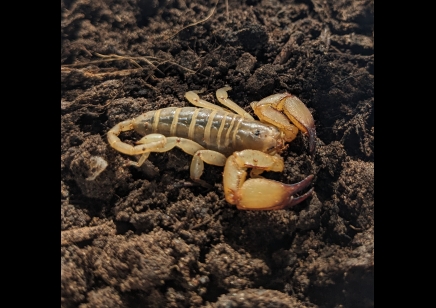 Paleocheloctonus pauliani - Madagascar Yellow Rock Scorpion