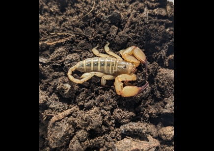 Paleocheloctonus pauliani - Madagascar Yellow Rock Scorpion