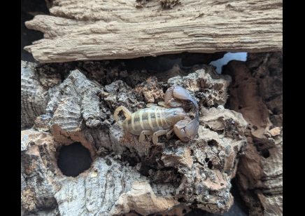 Paleocheloctonus pauliani - Madagascar Yellow Rock Scorpion