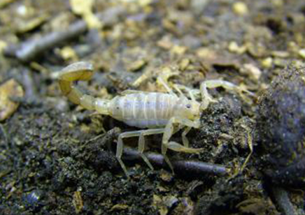 Hoffmannius confusus - Yellow Devil Scorpion