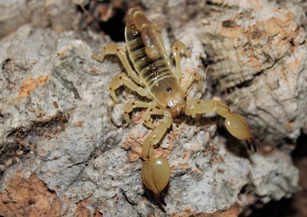 Scorpio Maurus Palmatus