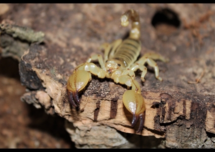 Scorpio Maurus Palmatus