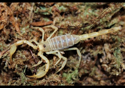 Smeringurus mesaensis - Dune Scorpion 7 x small 6 x medium and 13 x large left