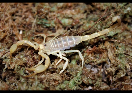Smeringurus mesaensis - Dune Scorpion 7 x small 6 x medium and 13 x large left