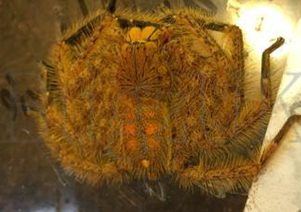 Heteropoda Davidbowie