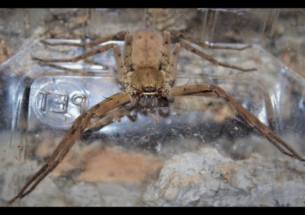 Heteropoda venatoria - Giant crab spider (C/B by BugzUK)