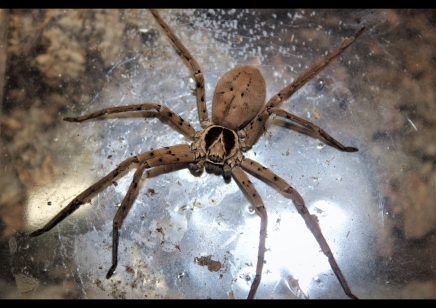 Heteropoda venatoria - Giant crab spider (C/B by BugzUK)