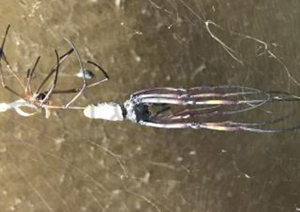 Trichonephila inaurata sp madagascarensis (C/B by BugzUK)