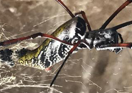 Trichonephila inaurata sp madagascarensis (CB by BugzUK)