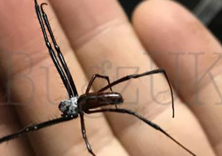 Trichonephila inaurata sp madagascarensis (C/B by BugzUK)