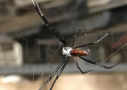 Trichonephila inaurata sp madagascarensis (C/B by BugzUK)