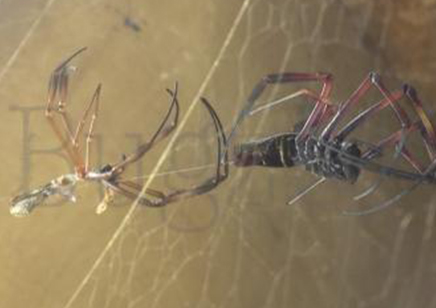 Trichonephila inaurata sp madagascarensis (C/B by BugzUK)