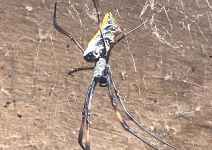 Trichonephila inaurata sp madagascarensis (C/B by BugzUK)