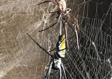 Trichonephila inaurata sp madagascarensis (C/B by BugzUK)