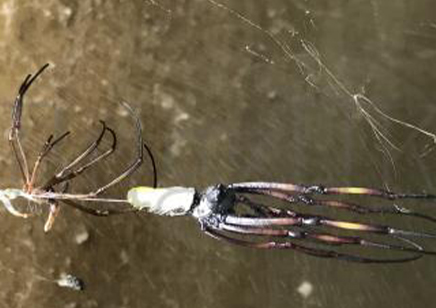 Trichonephila inaurata sp madagascarensis - Golden orb weaver (CB by BugzUK) large females *limited number available*