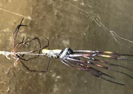 Trichonephila inaurata sp madagascarensis - Golden orb weaver (CB by BugzUK) large females *limited number available*