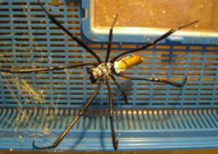Trichonephila inaurata sp madagascarensis - Golden orb weaver (CB by BugzUK) large females *limited number available*
