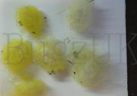 Trichonephila inaurata sp madagascarensis - Golden orb weaver (CB by BugzUK) large females *limited number available*