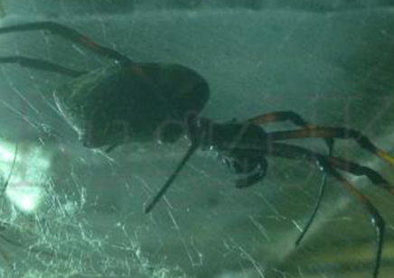 Trichonephila inaurata sp madagascarensis - Golden orb weaver (CB by BugzUK) large females *limited number available*