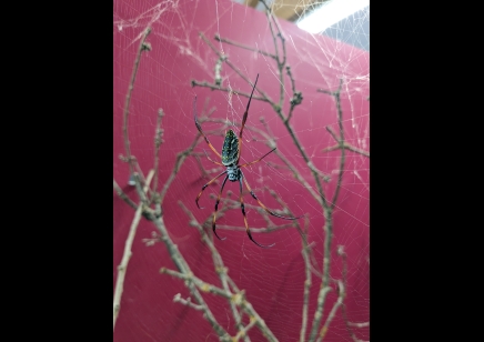 Trichonephila inaurata sp madagascarensis - Golden orb weaver (CB by BugzUK) large females *limited number available*