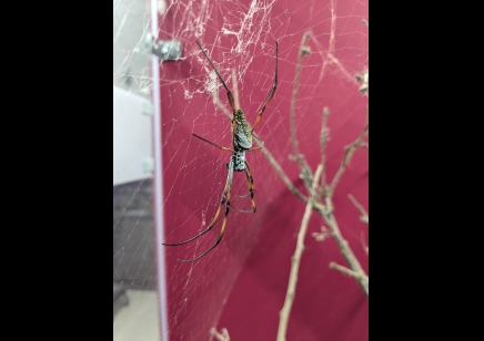 Trichonephila inaurata sp madagascarensis - Golden orb weaver (CB by BugzUK) large females *limited number available*