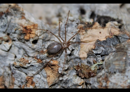 Pholcus phalangioides