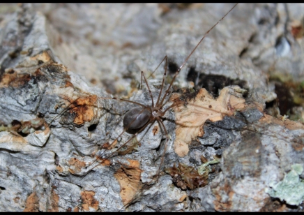 Pholcus phalangioides