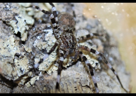 Viridasius fasciatus (CB by BugzUK)