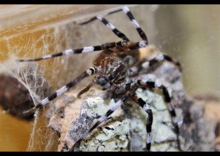 Viridasius fasciatus (CB by BugzUK)