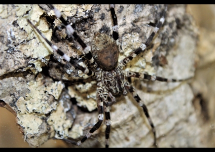 Viridasius fasciatus (CB by BugzUK)