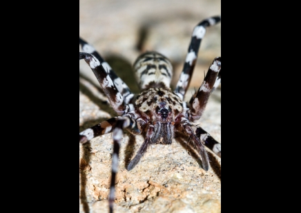 Viridasius fasciatus (CB by BugzUK)