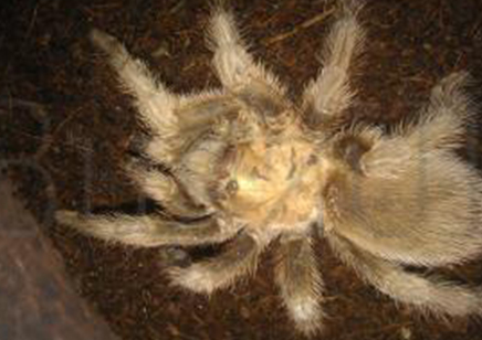 Aphonopelma Hentzi