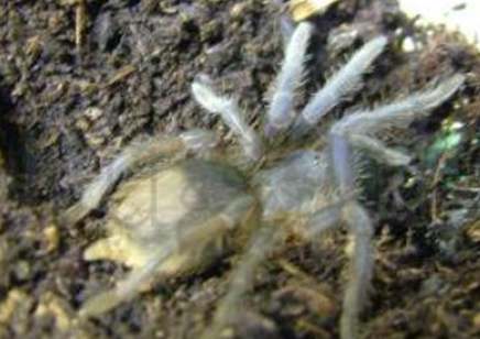 Aphonopelma Seemanni