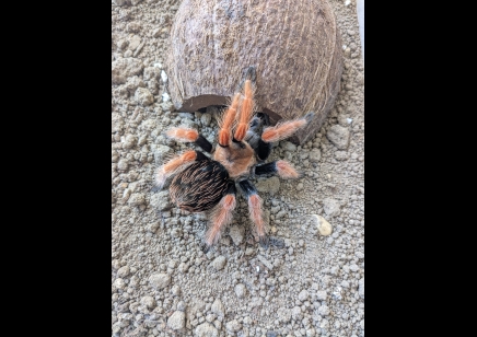 Brachypelma boehmei - Mexican Fire Leg (CB by BugzUK) 3 x 1.5/3 andd 3 x 7+cm left