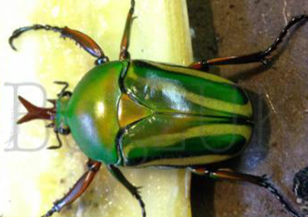 Eudicella Schulzeorum (adults To Be Ordered In Pairs Only)