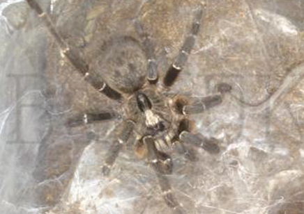 Ceratogyrus Darlingi