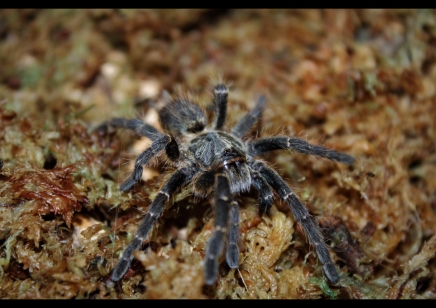 Ceratogyrus Darlingi