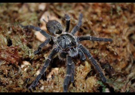 Ceratogyrus Darlingi