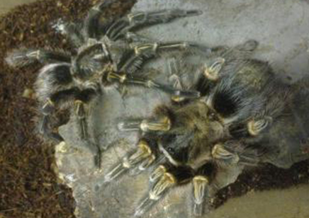 Grammostola Pulchripes 