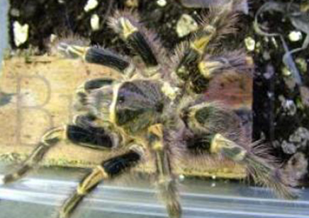 Grammostola Pulchripes 