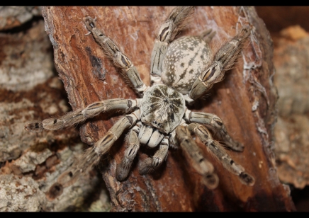 Heteroscoda maculata... 