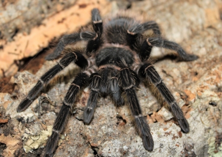 Lasiodora parahybana - Salmon Pink Birdeater (CB by BugzUK) 1 left