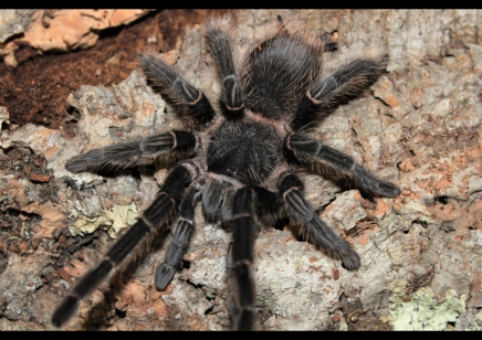 Lasiodora parahybana - Salmon Pink Birdeater (CB by BugzUK) 1 left