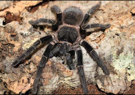 Lasiodora parahybana - Salmon Pink Birdeater (CB by BugzUK)