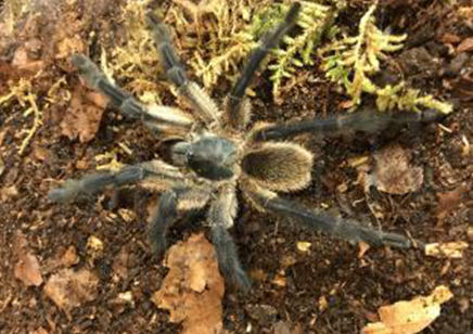 Monocentropus balfouri - Socotra Island Blue Baboon CB 9 left 