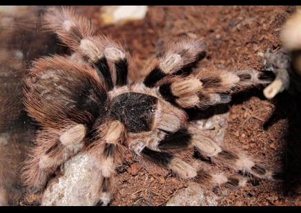 Nhandu colloratovilosum - Brazilian Black And White 5 x 7+cm left *Special offer*