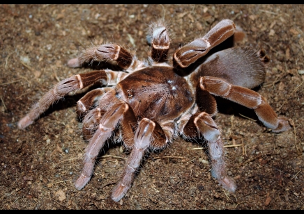 Pelinobius Muticus