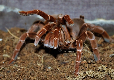 Pelinobius Muticus